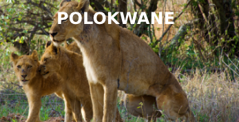 Lions in Limpopo Province